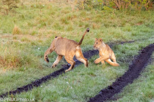 Lion Cubs at Play