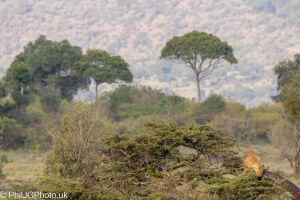 Lion in the Landscape