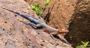 Red-headed Agama Lizard