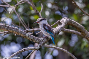 Striped Kingfisher