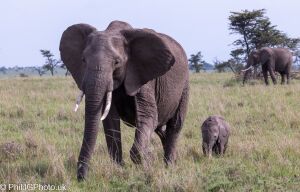 Mother and Calf