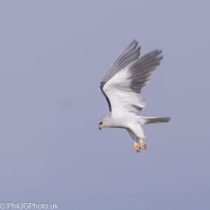 Black-shouldered Kite