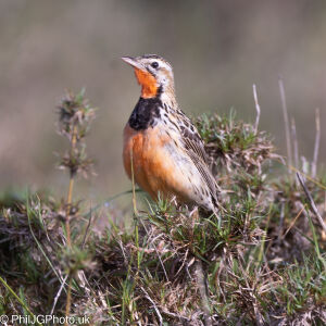 Rosie-breasted Longclaw