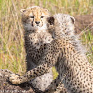 Cheetah Cubs