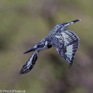 Pied Kingfisher