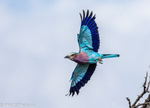 Lilac-breasted Roller