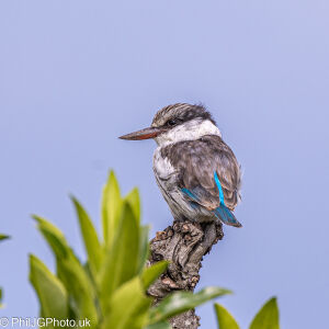 Striped Kingfisher