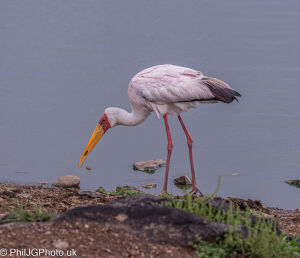 Yellow-billed Stork