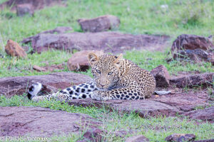 Resting Leopard