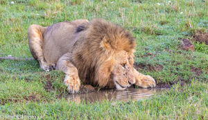 Scar-faced Lion