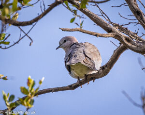 Ring-necked Dove