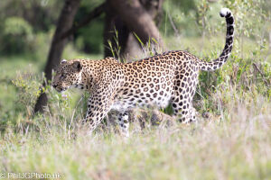 Leopard with Cubs