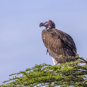 Lappet-faced Vulture