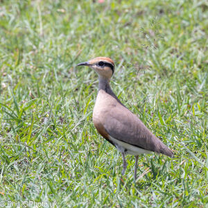 Temminck&#039;s Courser