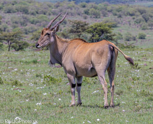 Eland