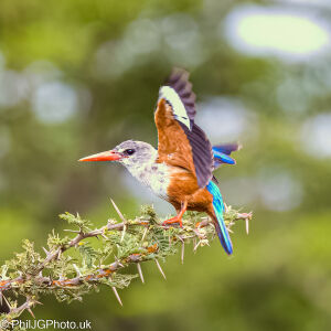 Grey-headed Kingfisher