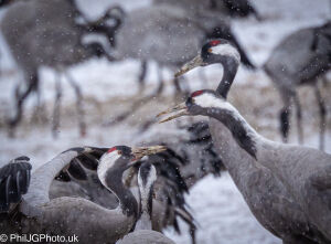 About 19,000 Cranes migrate through this area in March / April