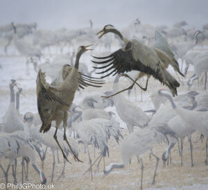 Dancing Cranes