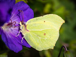 Brimstone