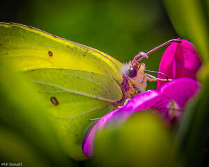 Brimstone