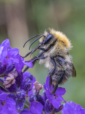 Collecting Nectar