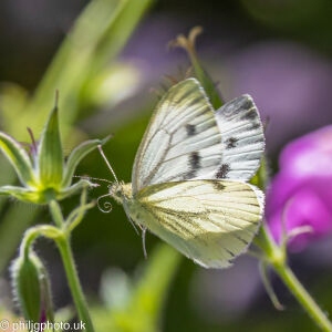 Green-veined White