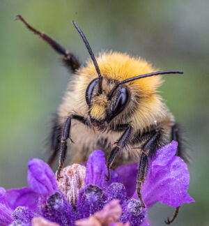 Collecting Nectar 2