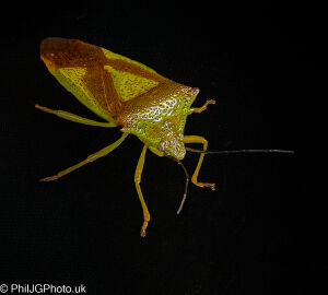 Shield Bug