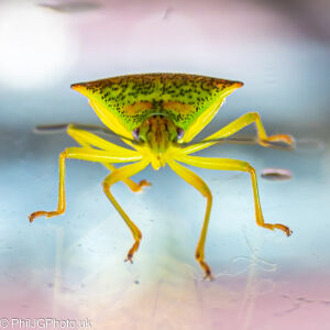 Shield Bug on glass