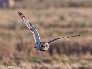 Short-eared Owl