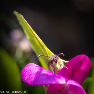 Brimstone face on