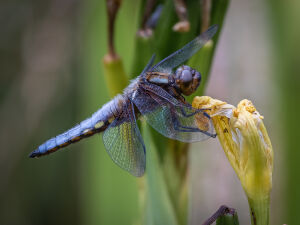 Broad-bodied Chaser Dragonfly - Male
