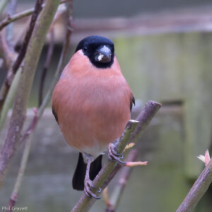 Bullfinch