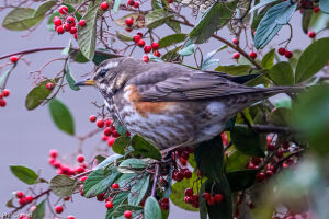 Redwing