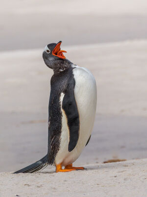 Gentoo Penguin with Attitude