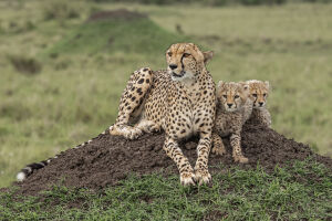 Cheetah Family