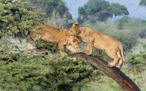 Young Lions at Play