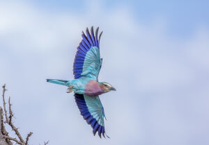 Lilac-Breasted Roller