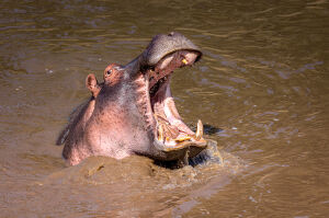 Hippo in the Mara River