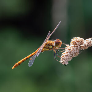 Common Darter