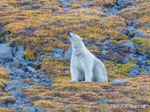 Polar Bear