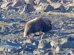 Musk Ox