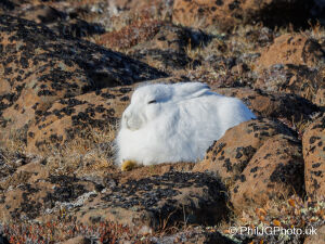 Arctic Hare