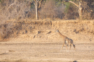 Giraffe comes down to the river to drink