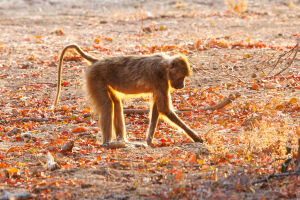 Baboon searching for food amongst the leaf litter